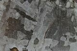 Etched Campo del Cielo Iron Meteorite ( g) Section #296029-1